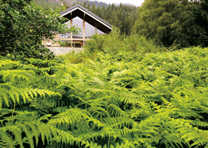 Strathyre Forest in Callander, Perthshire, Central Scotland