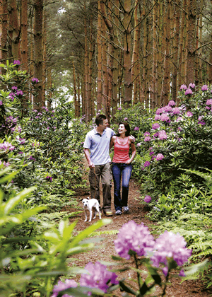 Griffon Forest in York, East Yorkshire, North East England